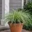 Молиния Variegata фото