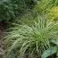 Молиния Variegata фото