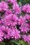 Монарда Cranberry Lace (рассада) фото