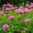 Монарда Croftway Pink фото