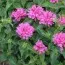 Монарда Petit Pink Delight фото