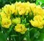 Тюльпан Monte Peony фото