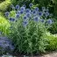 Мордовник Veitch's Blue фото