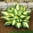 Хоста Morning Star фото