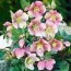 Морозник Ballard Hybrids фото