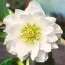 Морозник White Double фото