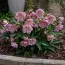 Морозник Double Ellen Picotee  фото