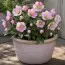Морозник Orientalis фото