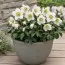 Морозник Praecox фото