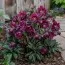 Морозник Pretty Ellen Purple фото