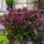 Морозник Pretty Ellen Purple фото