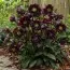 Морозник Purple Double фото