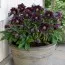 Морозник Purple Double фото