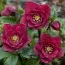 Морозник Red Double фото