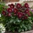 Морозник Red Double фото