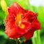 Лилейник Moses Fire фото