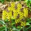 Мускари Golden Fragrance фото