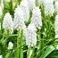 Мускари White Beauty фото