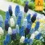 Мускари Mix (Брендовые луковицы Jub Holland) фото