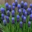 Мускари Latifolium фото