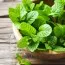 Мята Mojito фото