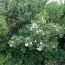 Мирт обыкновенный фото