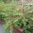 Войлочная вишня фото