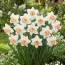 Нарцисс Pink Charm фото