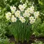 Нарцисс таццета Chinese Sacred Lily фото