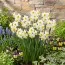 Нарцисс таццета Chinese Sacred Lily фото