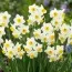 Нарцисс таццета Chinese Sacred Lily фото