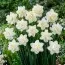 Нарцисс White Medal фото