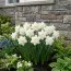 Нарцисс White Medal фото