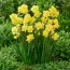 Нарцисс Yellow Cheerfulness фото