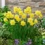 Нарцисс Yellow Cheerfulness фото