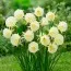 Нарцисс Arctic Bells фото