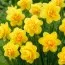 Нарцисс Bright Paradise фото