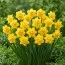 Нарцисс Bright Paradise фото