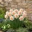 Нарцисс Flower Surprise фото