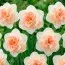 Нарцисс Flower Surprise фото