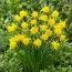 Нарцисс Golden Bells фото