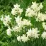 Нарцисс Moonlight Sensation фото