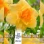 Нарцисс Orange Juice (Брендовые луковицы KAPITEYN®) фото