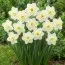 Нарцисс Papillon Blanc фото