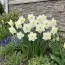Нарцисс Papillon Blanc фото