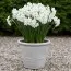 Нарцисс таццета Papyraceus (Paperwhite) фото