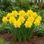 Нарцисс Queensday фото