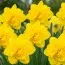 Нарцисс Queensday фото
