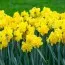 Нарцисс Spring Paradise - 100% от стоимости на благотворительную помощь фото