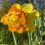 Нарцисс Suade Double фото